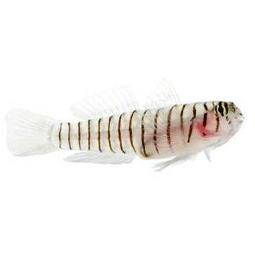 Tiger Neon Goby