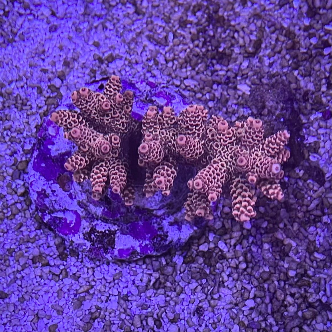 Acropora Millepora Coral