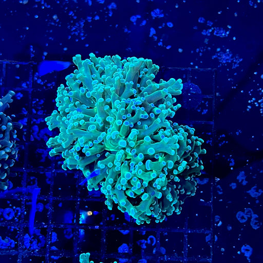 Green Tip Frogspawn Coral