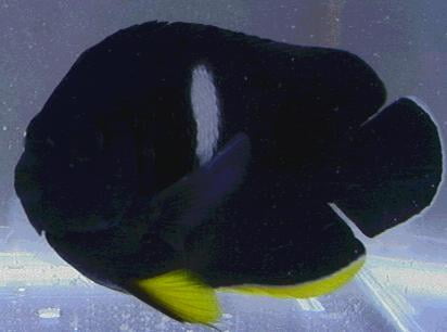 Keyhole Angelfish
