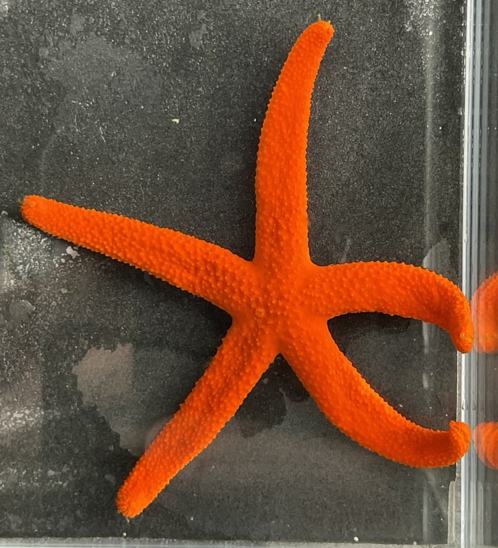 Orange Echinaster Star
