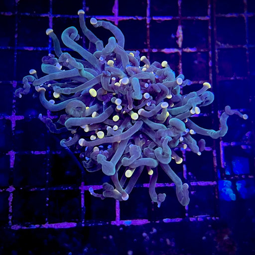 Cotton Candy Torch Coral