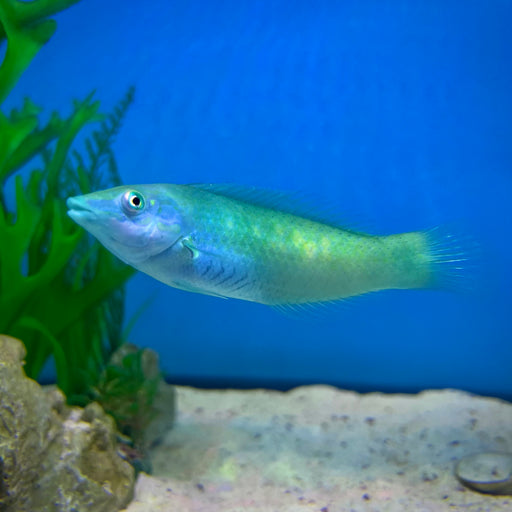Green Coris Wrasse