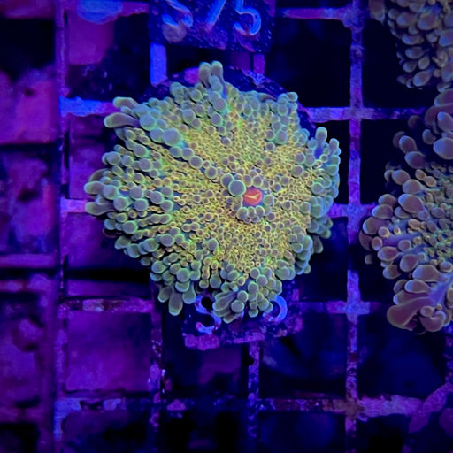 Ricordea Yuma Mushroom Coral