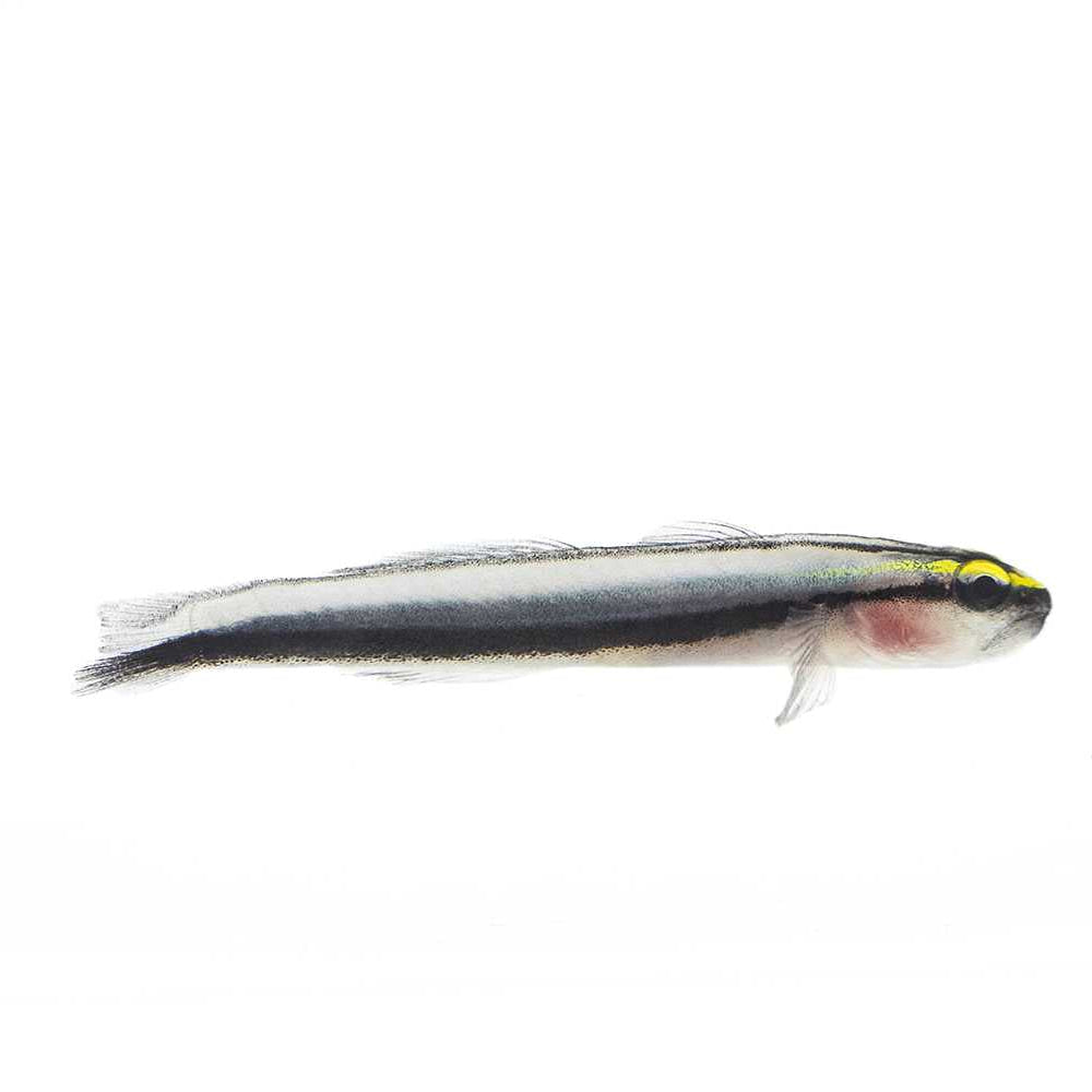 Sharknose Goby
