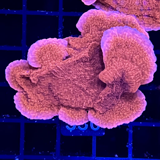 Red Cap Montipora Coral