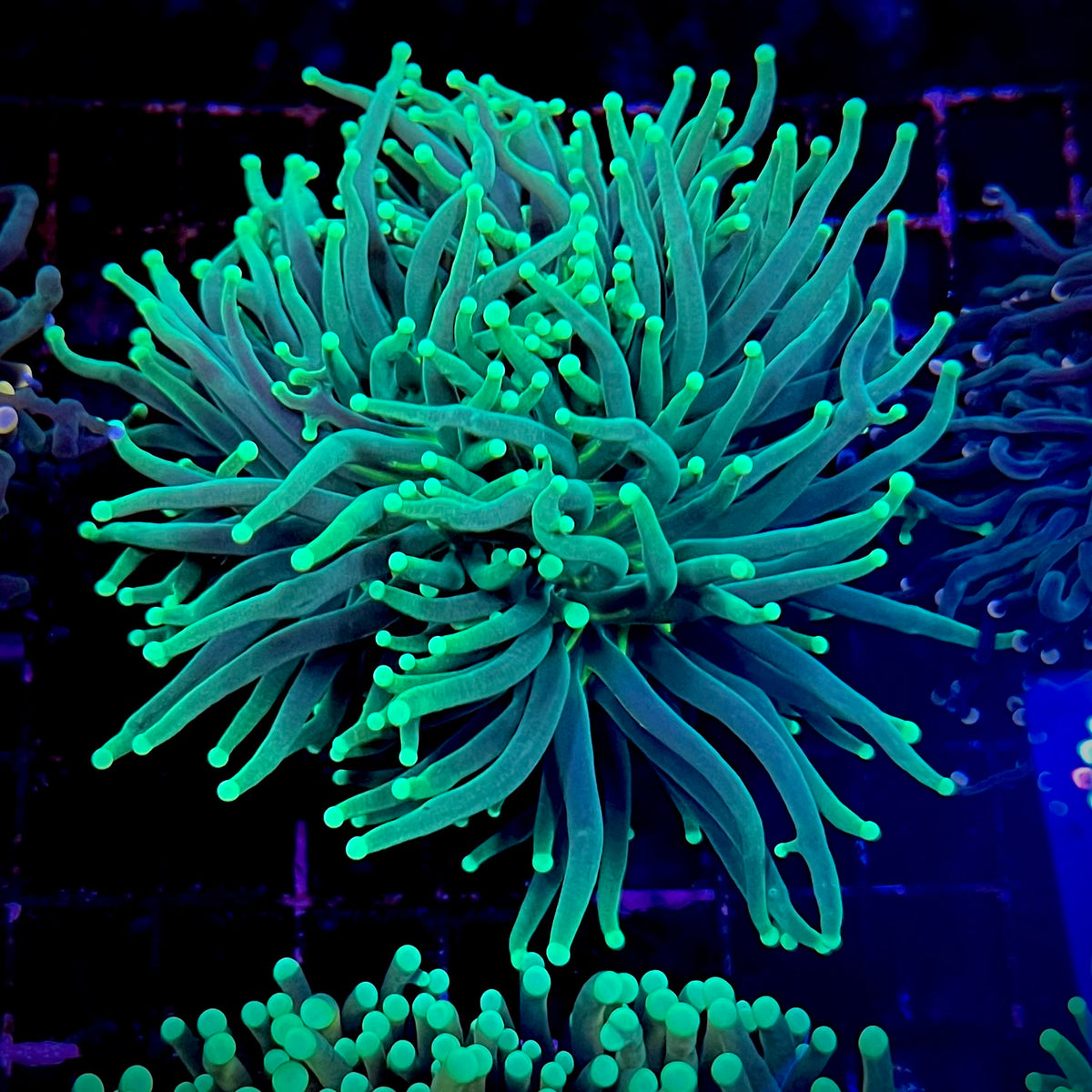 Neon Green Torch Coral