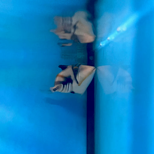 Picasso Triggerfish