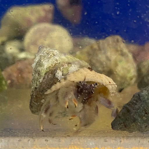 Tan Leg Hermit Crab