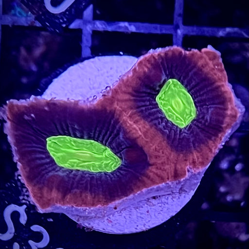 Dragon Soul Prism Coral