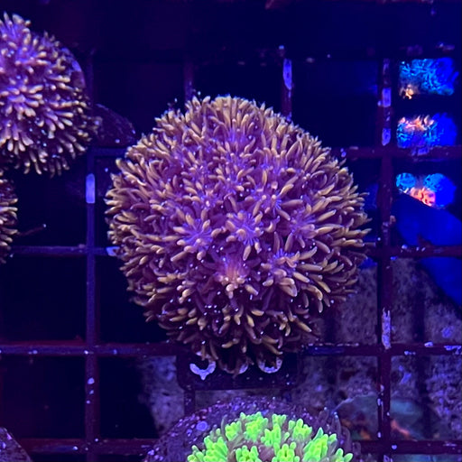 Galaxea fascicularis (Galaxy) Coral