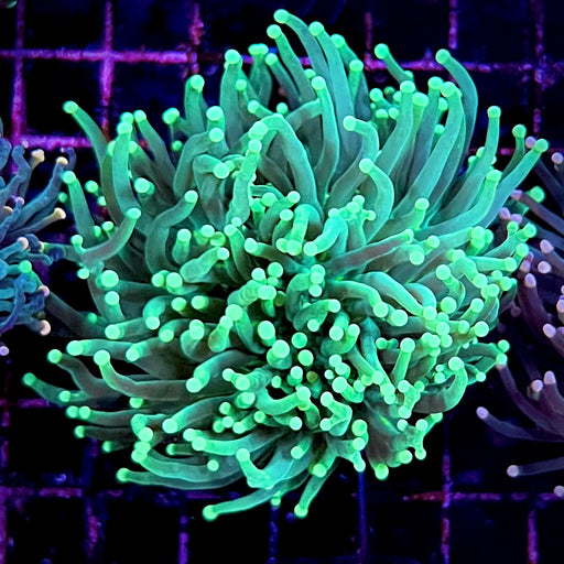Incredible Hulk Torch Coral 109
