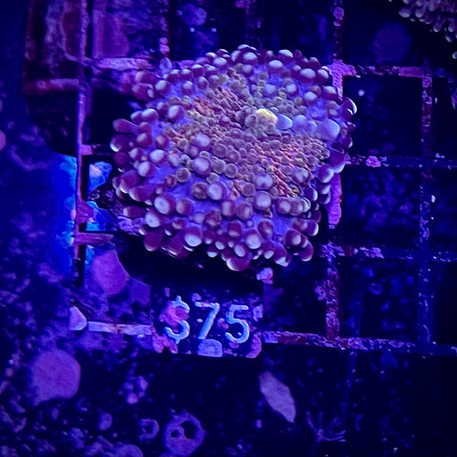 Ricordea Yuma Mushroom Coral