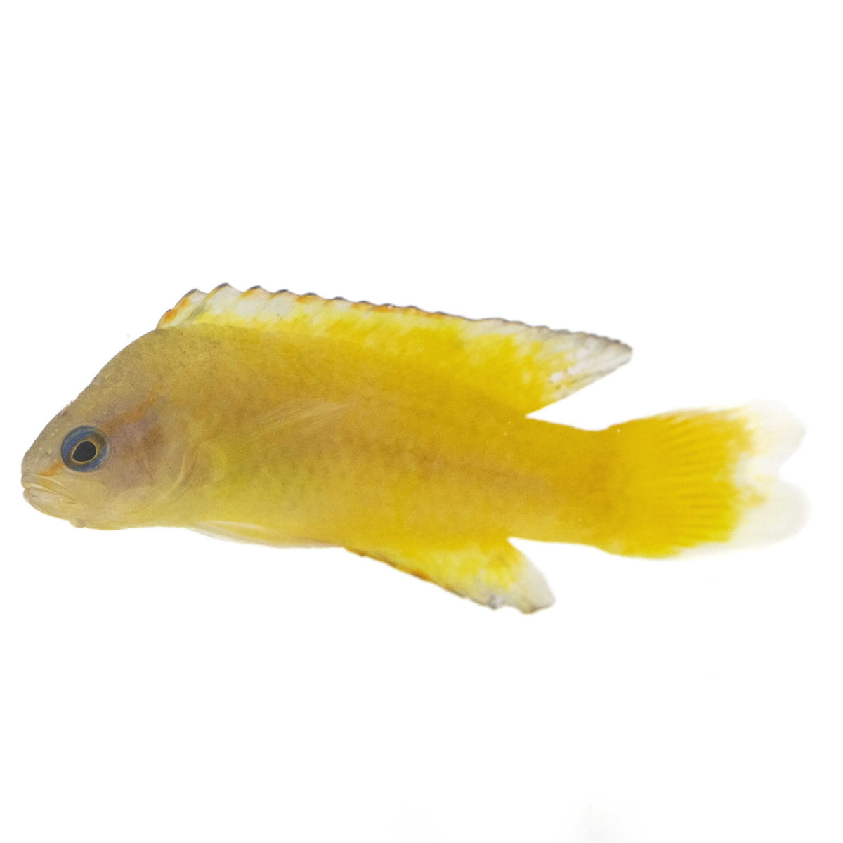 Yellow Assessor Basslet