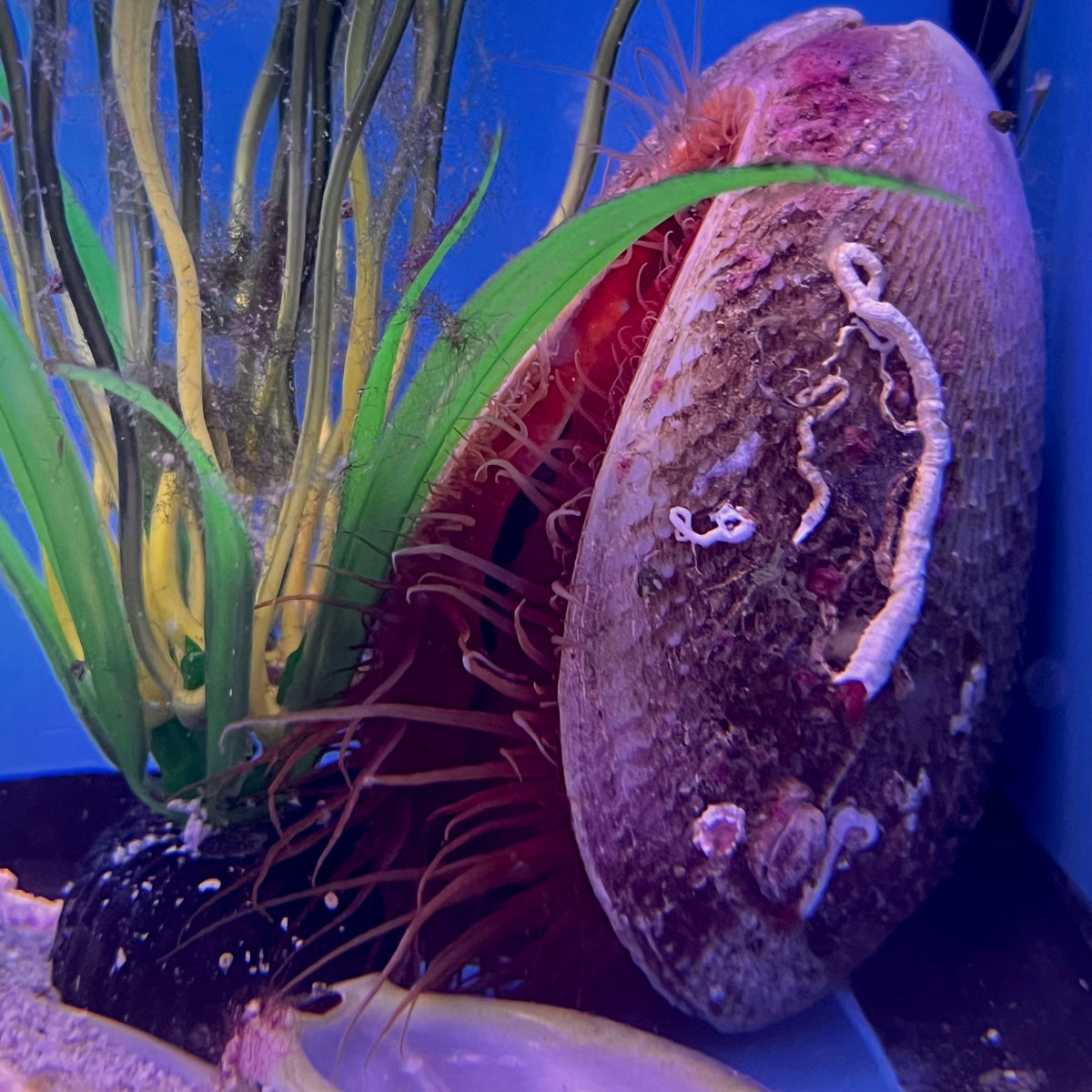 Flame Scallop