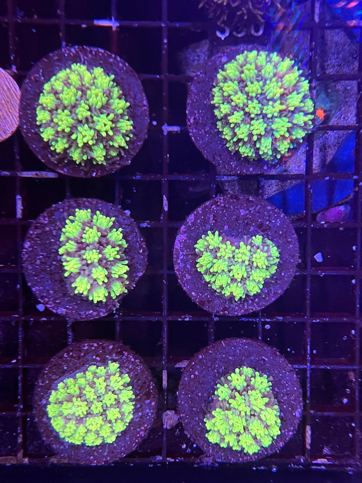 Galaxea Fascicularis (Galaxy) Coral