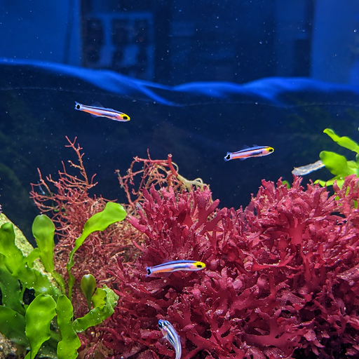 Mini Dart Goby