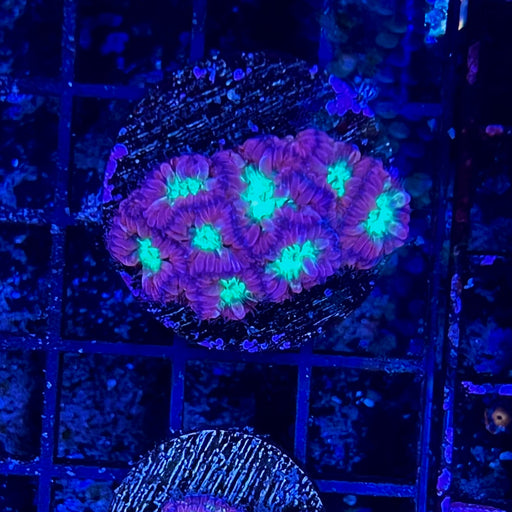 Blastomussa Merletti Coral