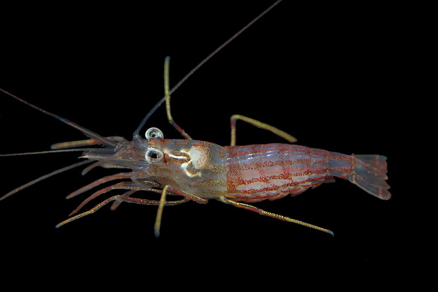 Wurdemanni Peppermint Shrimp