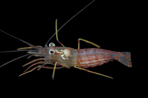 Wurdemanni Peppermint Shrimp