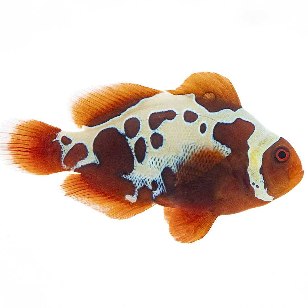 Gold Lightning Maroon Clown