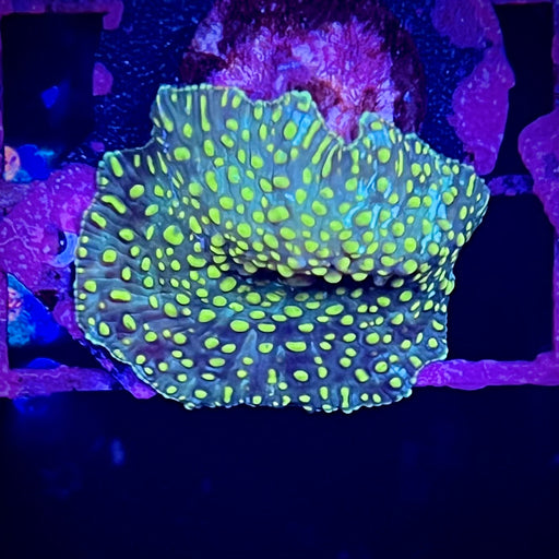 Green and Blue Spot Discosoma Mushroom Single