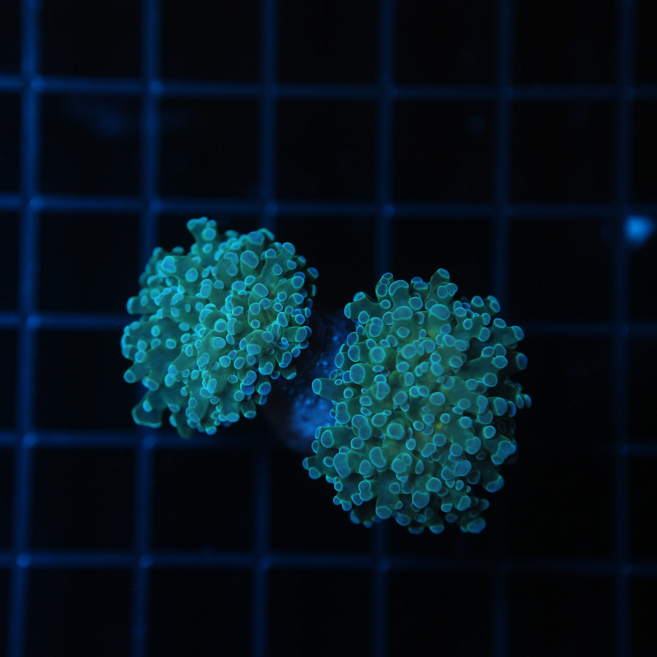 Frogspawn Coral