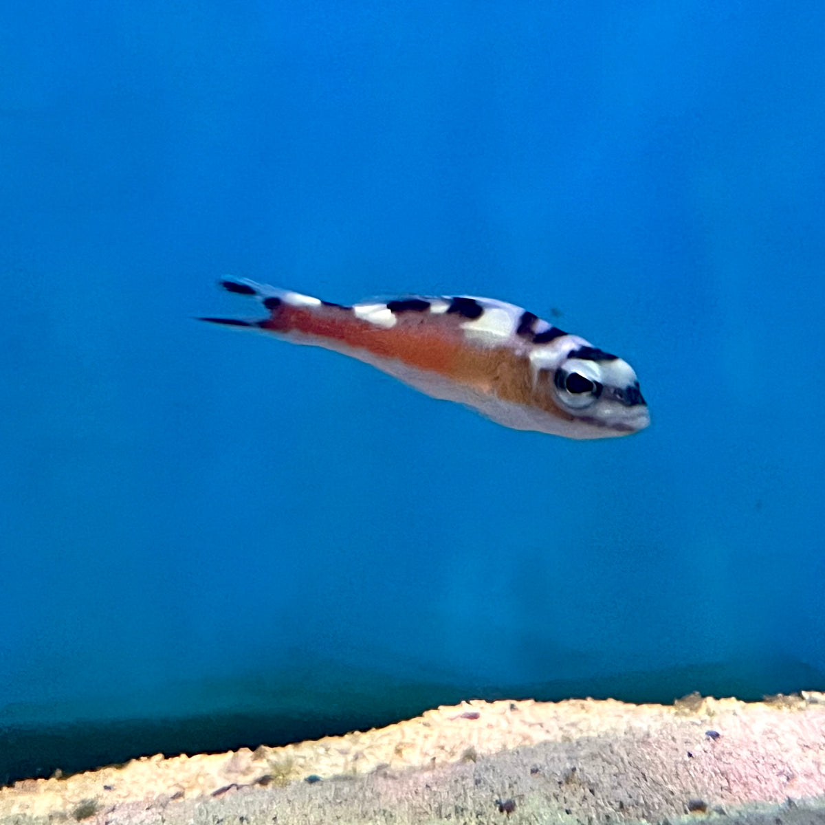 Tobacco Basslet