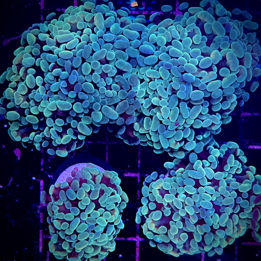 Luminescence Green Hammer Coral