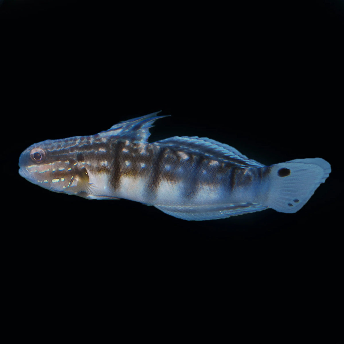 Bullet Goby