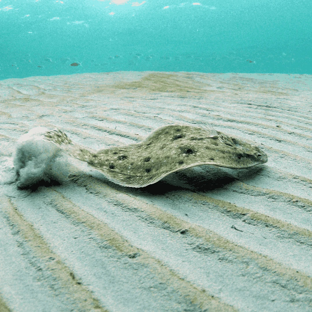 Atlantic Flounder