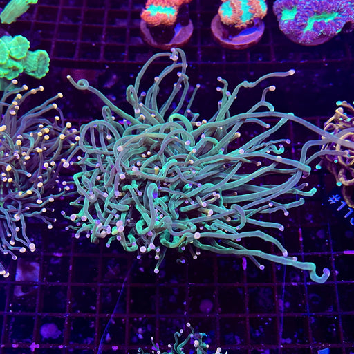 Cotton Candy Torch Coral