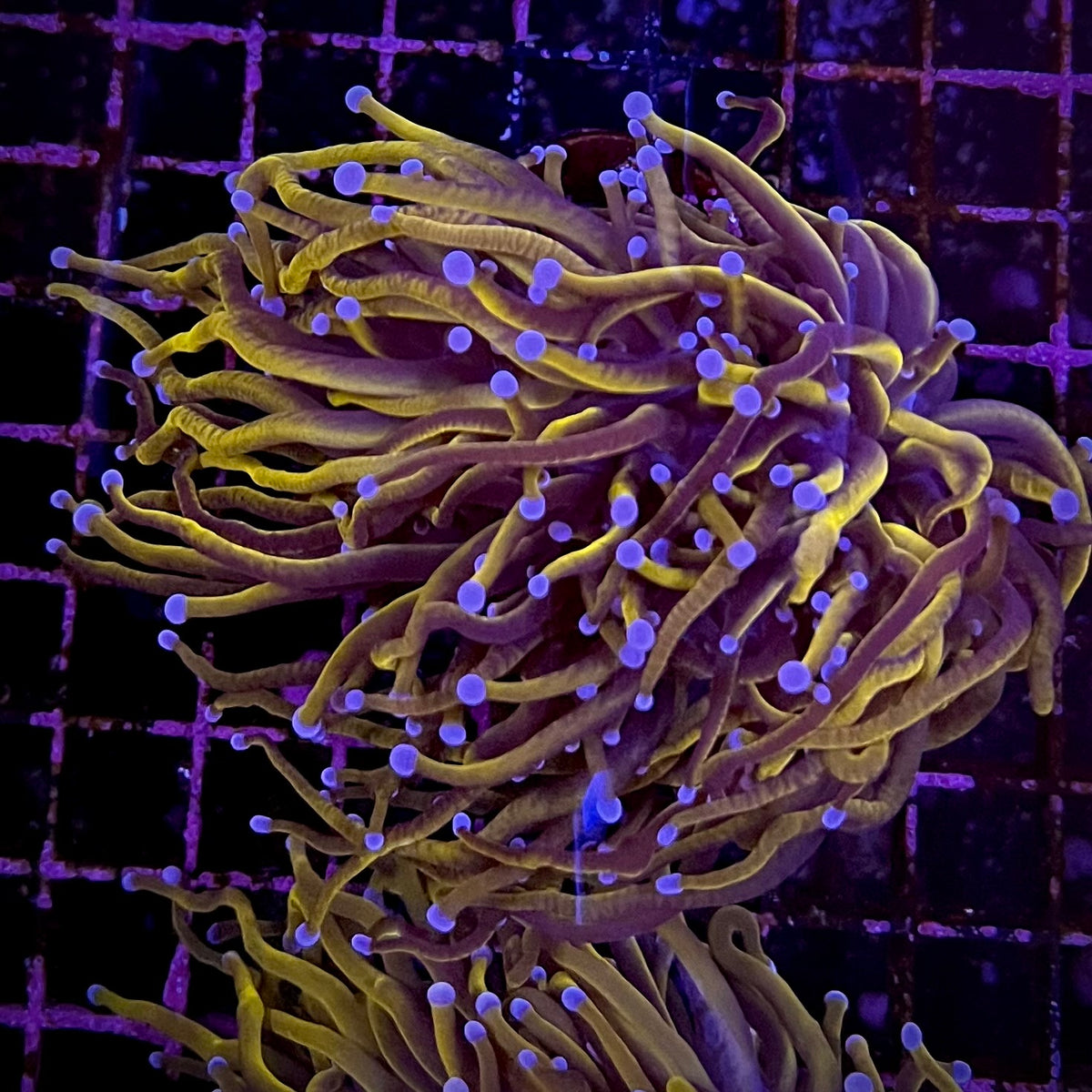 Dragon Soul Torch Coral