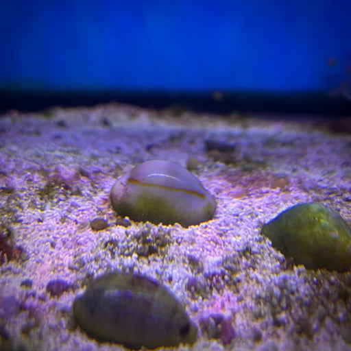Money Cowrie