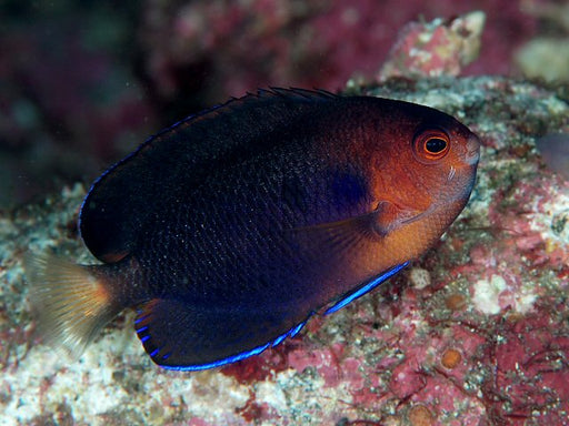 Royal Blue Pygmy Angelfish