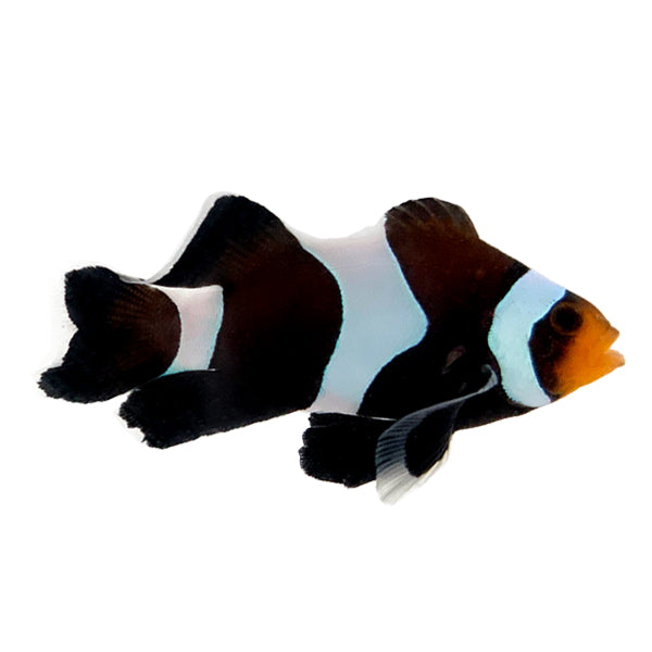 Mocha Longfin Clownfish