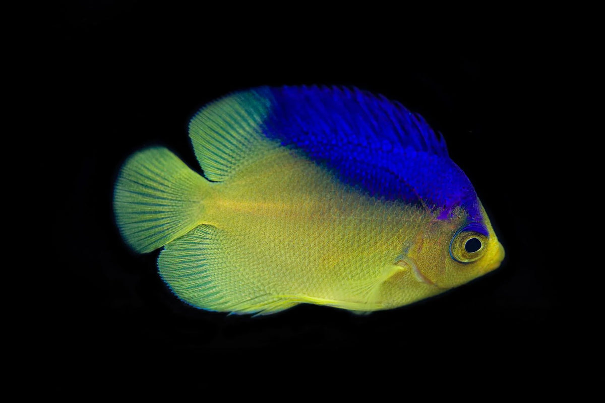 Colin's Angelfish
