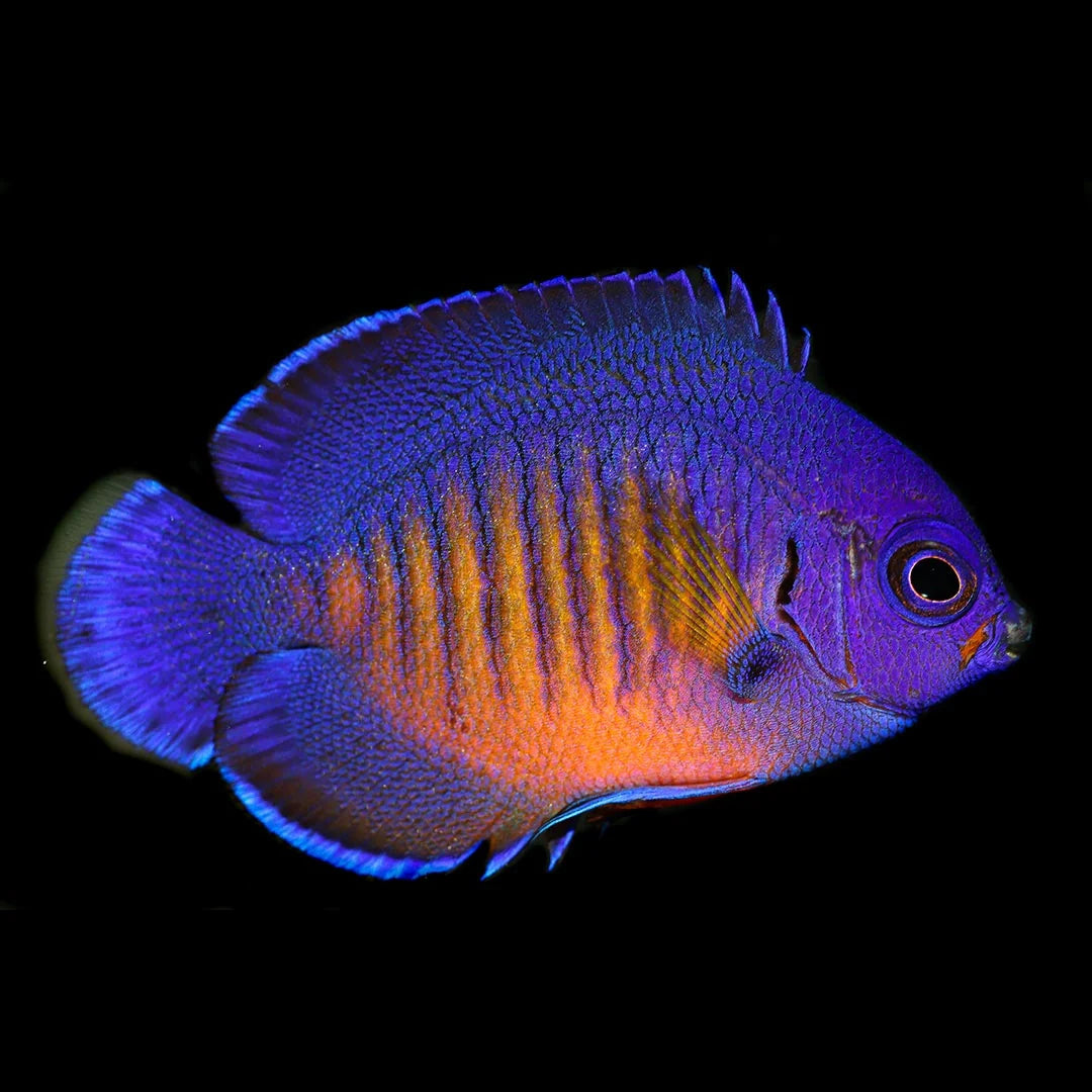 Coral Beauty Angelfish - Captive Bred
