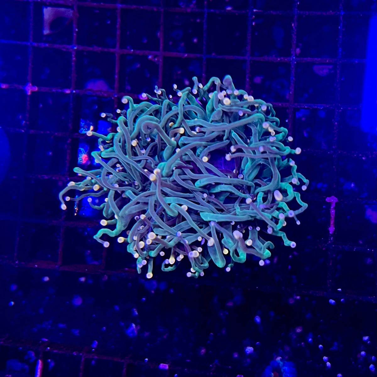 Cotton Candy Torch Coral