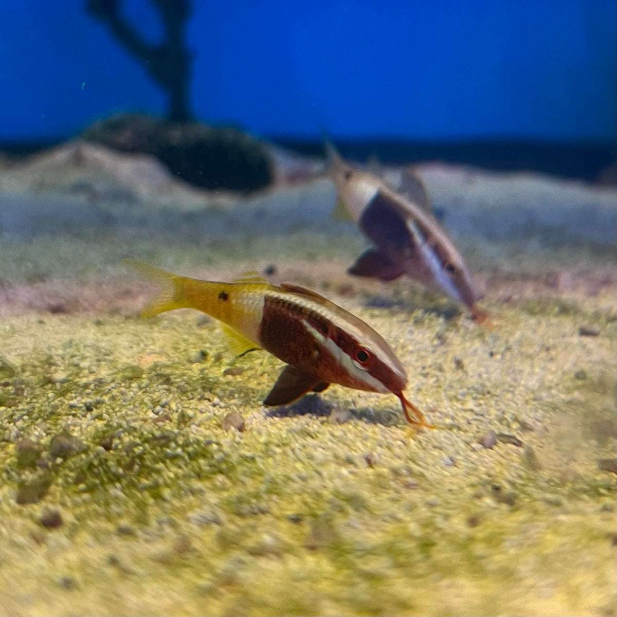 Bicolor Goatfish