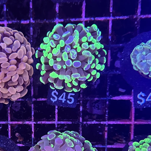 Splatter Hammer Coral