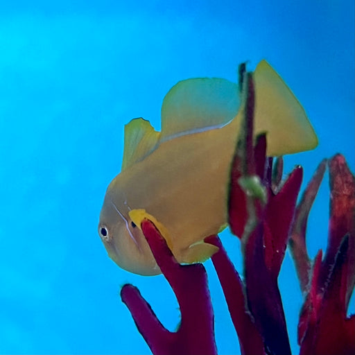 Citron Goby