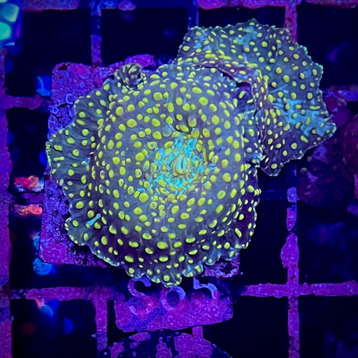 Green and Blue Spot Discosoma Mushroom Double