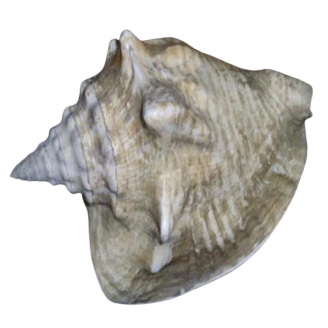 Milk Conch
