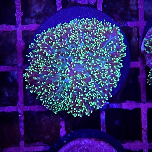 Neon Green Hairy Mushroom Coral