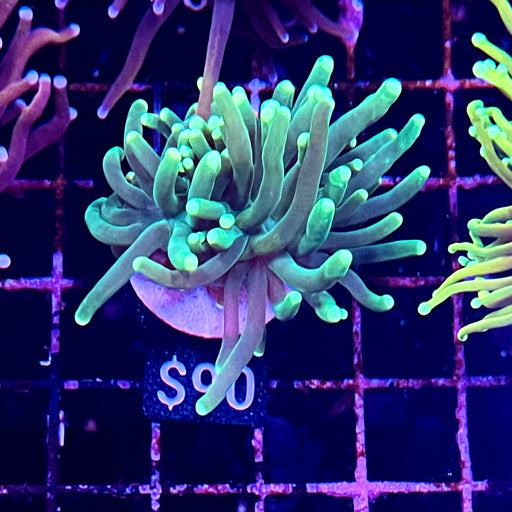 Neon Green Tipped Torch Coral 110