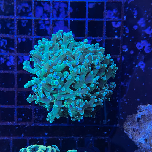 Green Tip Frogspawn Coral