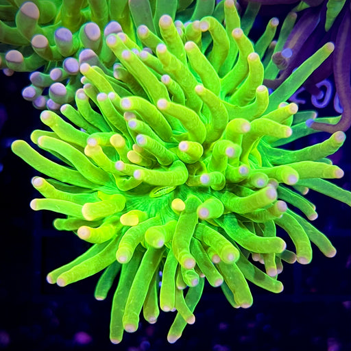 Holy Grail Torch Coral 059