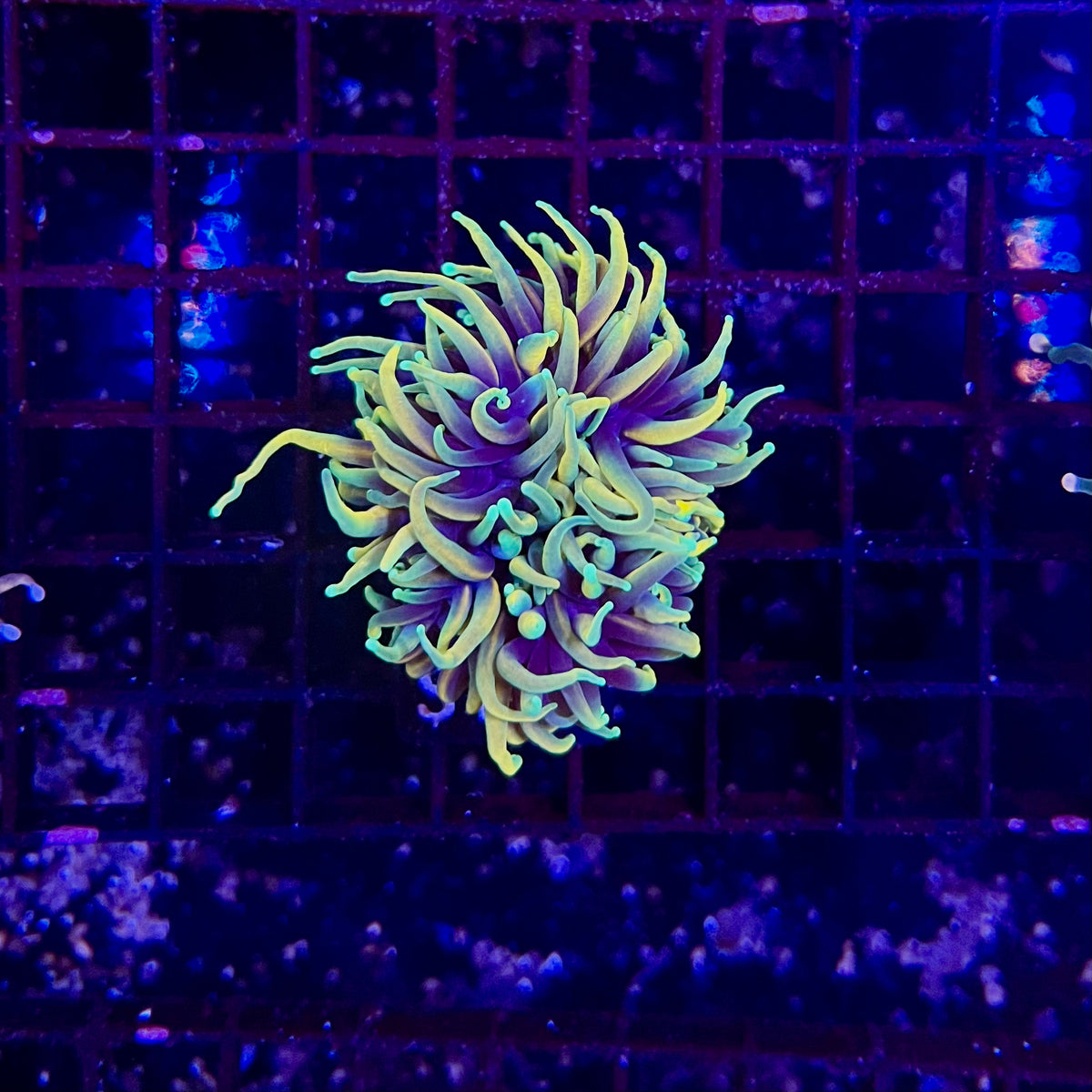 Dragon Soul Torch Coral