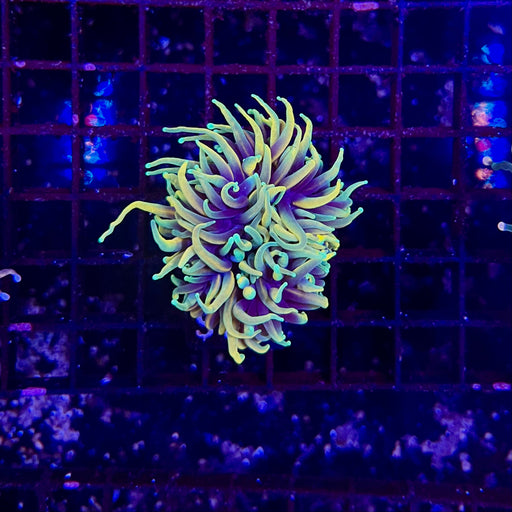 Dragon Soul Torch Coral